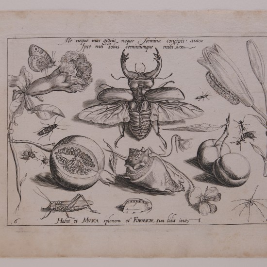 Grafik mit Früchten und Insekten