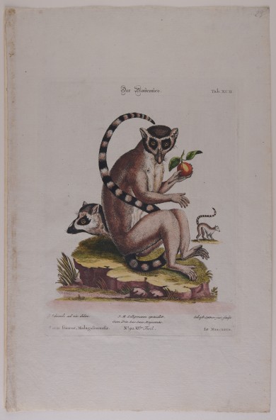 Kolorierte Darstellung eines sitzenden Lemurs mit Frucht in der Hand. Der Kopf eines zweiten schaut hinter ihm hervor, rechts eine kleine Bewegungsstudie.C01444: Der Maucauco, Nachstich aus dem Werk „Gleanings of Natural History“