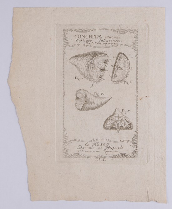 Muschelillustration mit fünf Ansichten von Conchita-Arten.C01448: Muscheln aus der Folge "Conchitae ex Museo Baronis de Hüpsch, Coloniae ad Rhenum"