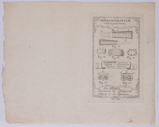 Illustration mit Homalocerattia und Conchita-Darstellungen.C01449: Muscheln (Homaloceratitae) aus der Folge "Conchitae ex Museo Baronis de Hüpsch, Coloniae ad Rhenum"