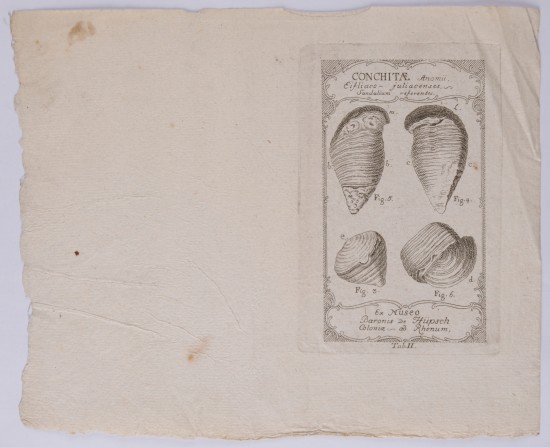 Illustration mit Aufsichten von vier verschiedenen Muscheln.C01450: Muscheln aus der Folge Conchitae ex Museo Baronis de Hüpsch, Coloniae ad Rhenum