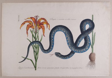 Kolorierte Darstellung einer blühenden Lilie, einer gewundenen Schlange und eines austreibenden Zapfens.C01453: Anguis e coeruleo et albo varius. Lilium Carolinianum, flore croceo punctato petalis longioribus et augustioribus. Taf. 58 aus der Folge:  „The Natural History of Carolina, Florida and the Bahama Islands“