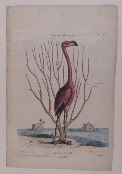 Kolorierte Darstellung eines Flamingos vor angedeutetem Meeresstrand.C03136: Flamingo Phoenicopter, Nachstich aus dem Werk „The Natural History of Carolina, Florida and the Bahama Islands“