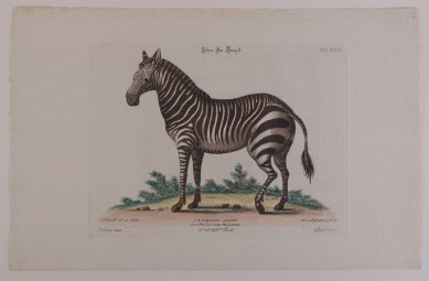 Kolorierte Darstellung eines Zebrahengstes vor angedeuteter Steppenlandschaft.C03137: Zebra, Der Hengst, Nachstich aus dem Werk „Gleanings of Natural History“