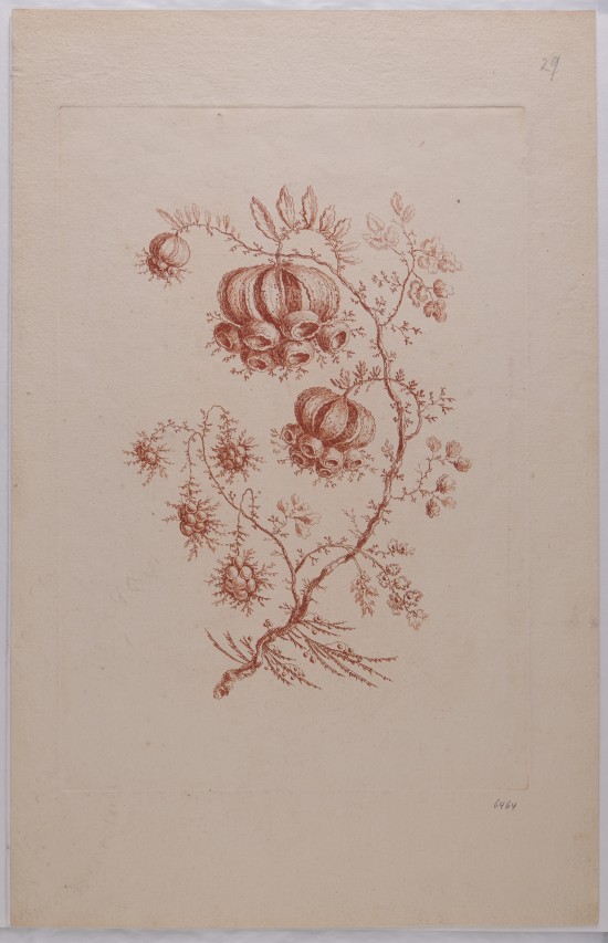 Blüte mit zwei Blütenbällchen, die jeweils in sechs runden Glöckchen enden. Dazu mehrere Knospen. Gesamte Radierung in rötlicher Färbung.UB06464: Blume aus der Folge „Fleurs Persanes“ (Fantasieblumen)