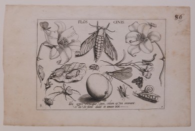 Naturwissenschaftliche Darstellung eines Windenschwärmers, umgeben von Insekten, Pflanzen, Früchten und Sinnsprüchen.UB09406: Windenschwärmer mit Insekten, Pflanzen und Früchten sowie Sinnsprüchen aus der Folge „Archetypa studiaque“