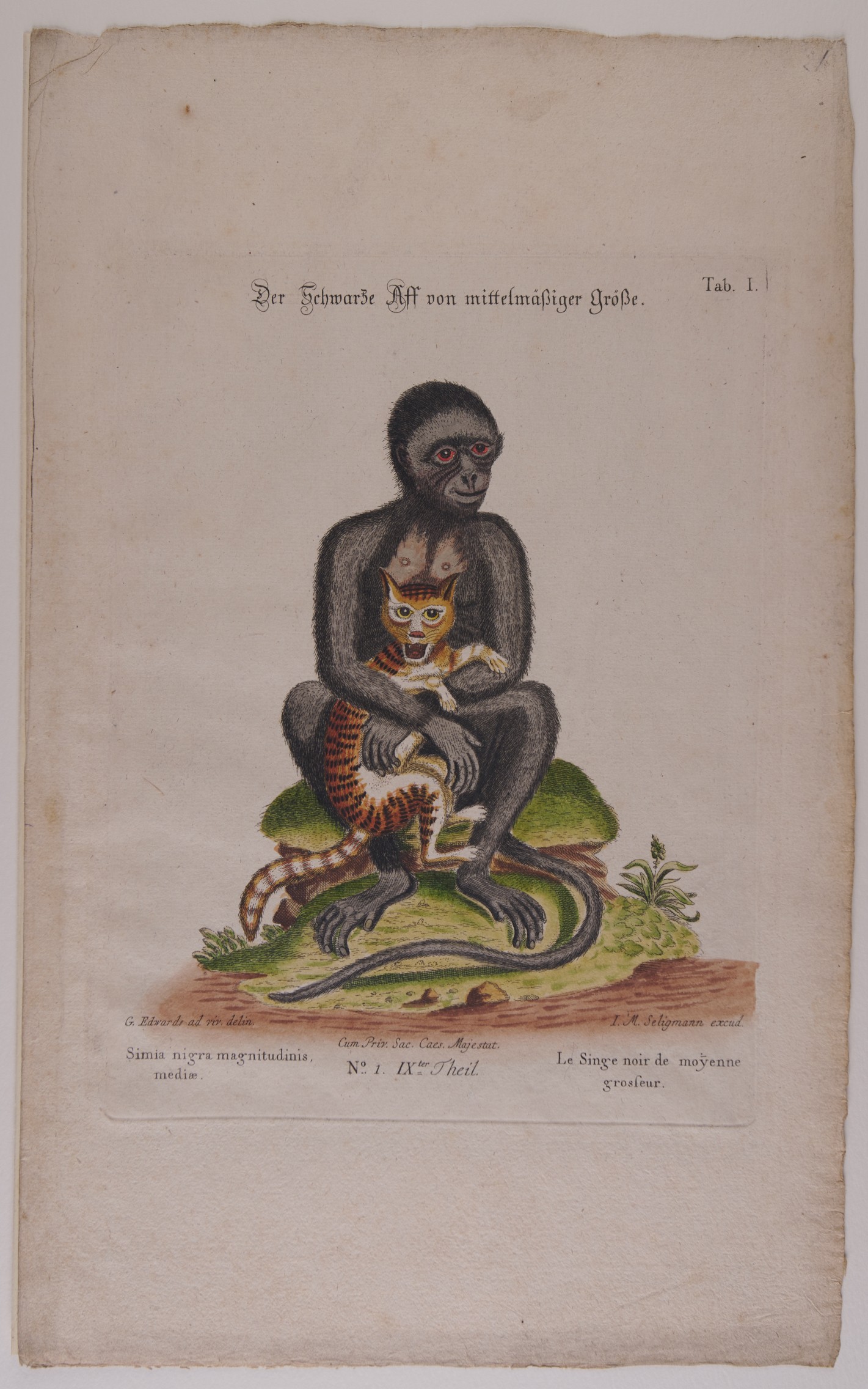 Illustration eines schwarzen Affen mit einem Lemur auf grünem Untergrund.