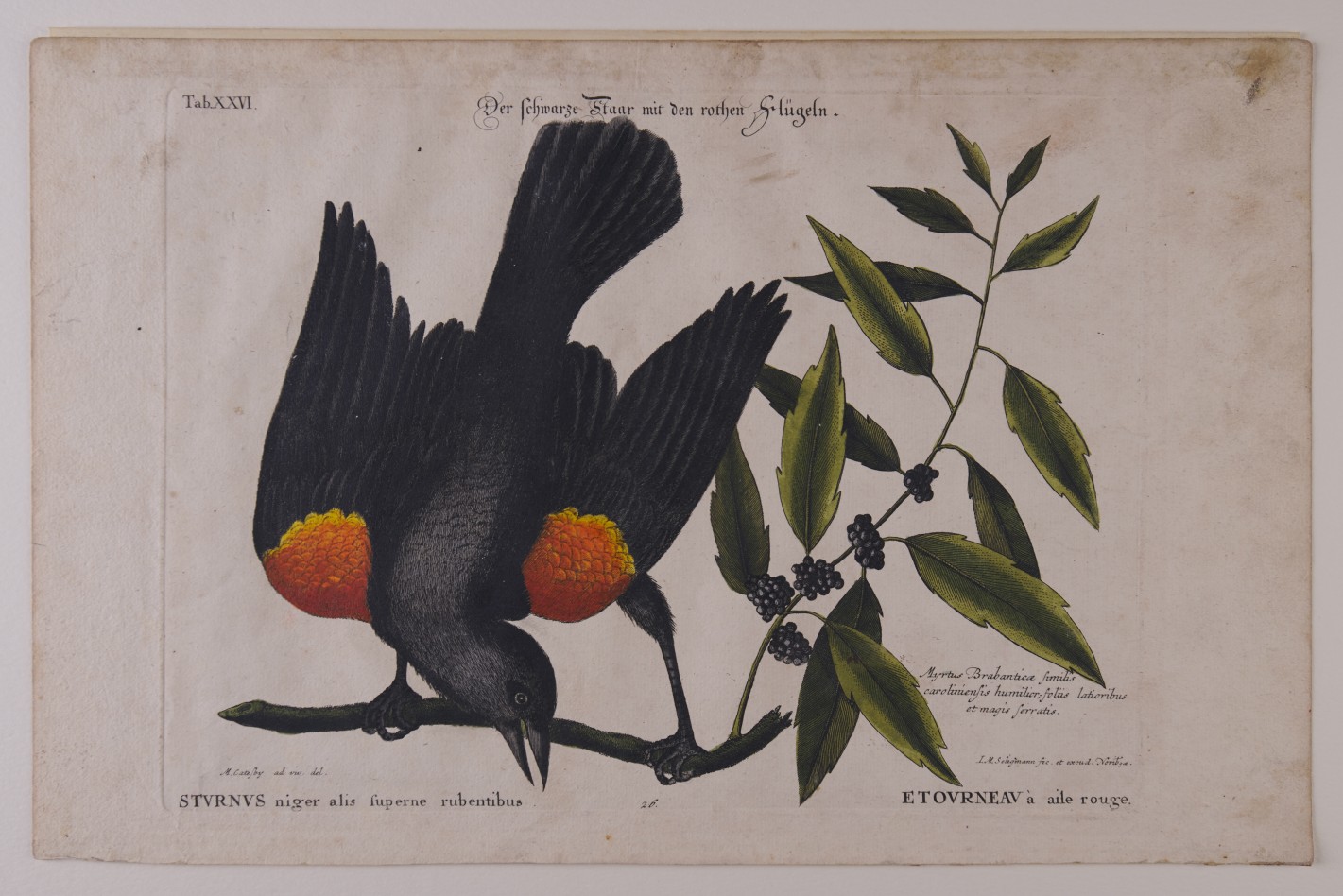 Schwarzer Vogel mit roten Flügeln auf einem Ast mit Beeren.