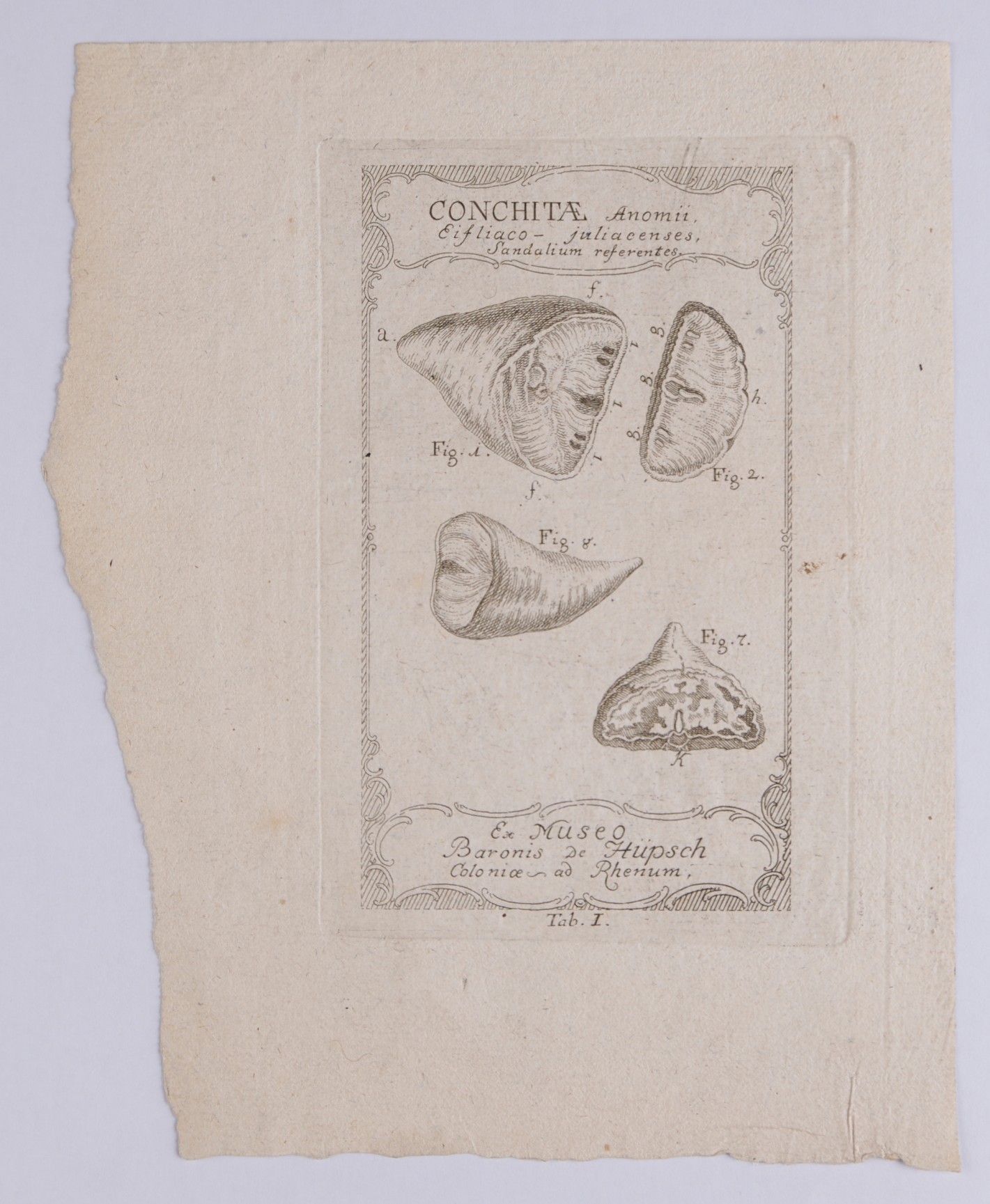 Muschelillustration mit fünf Ansichten von Conchita-Arten.