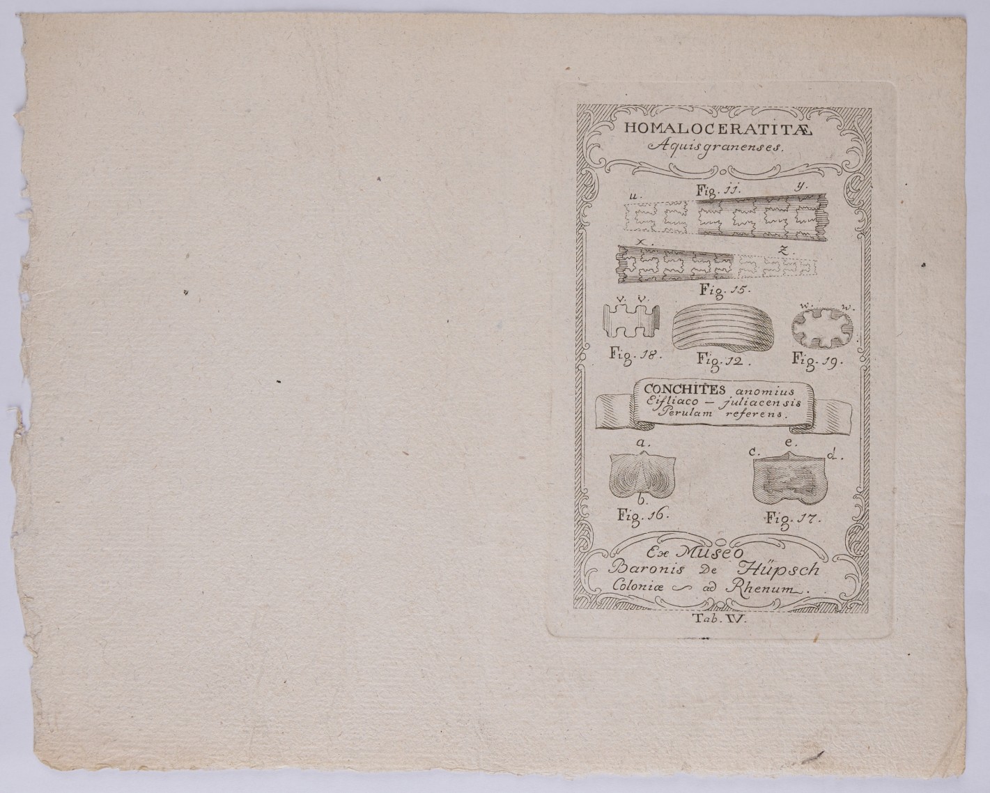 Illustration mit Homalocerattia und Conchita-Darstellungen.