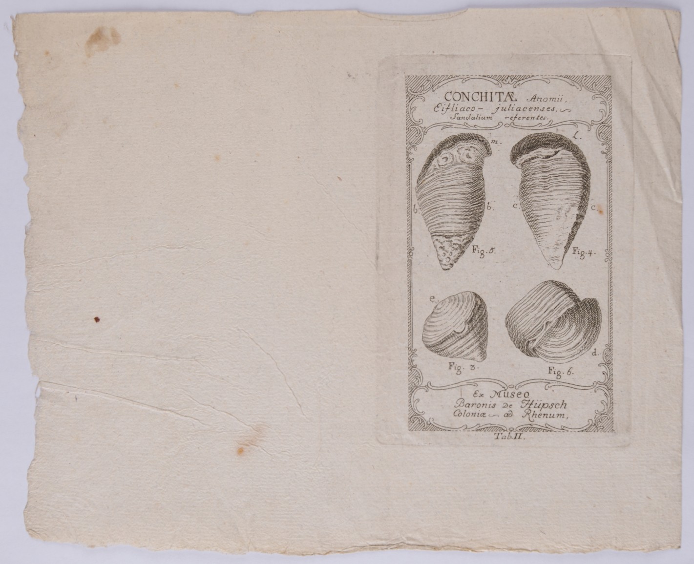 Illustration mit Aufsichten von vier verschiedenen Muscheln.