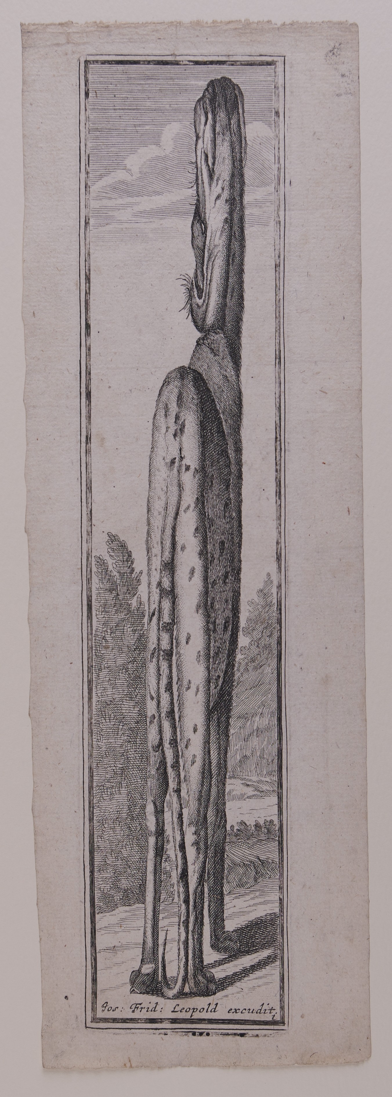 Perspektivisch verzerrtes Bild einer Raubkatze mit geflecktem Fell in einer Landschaft.