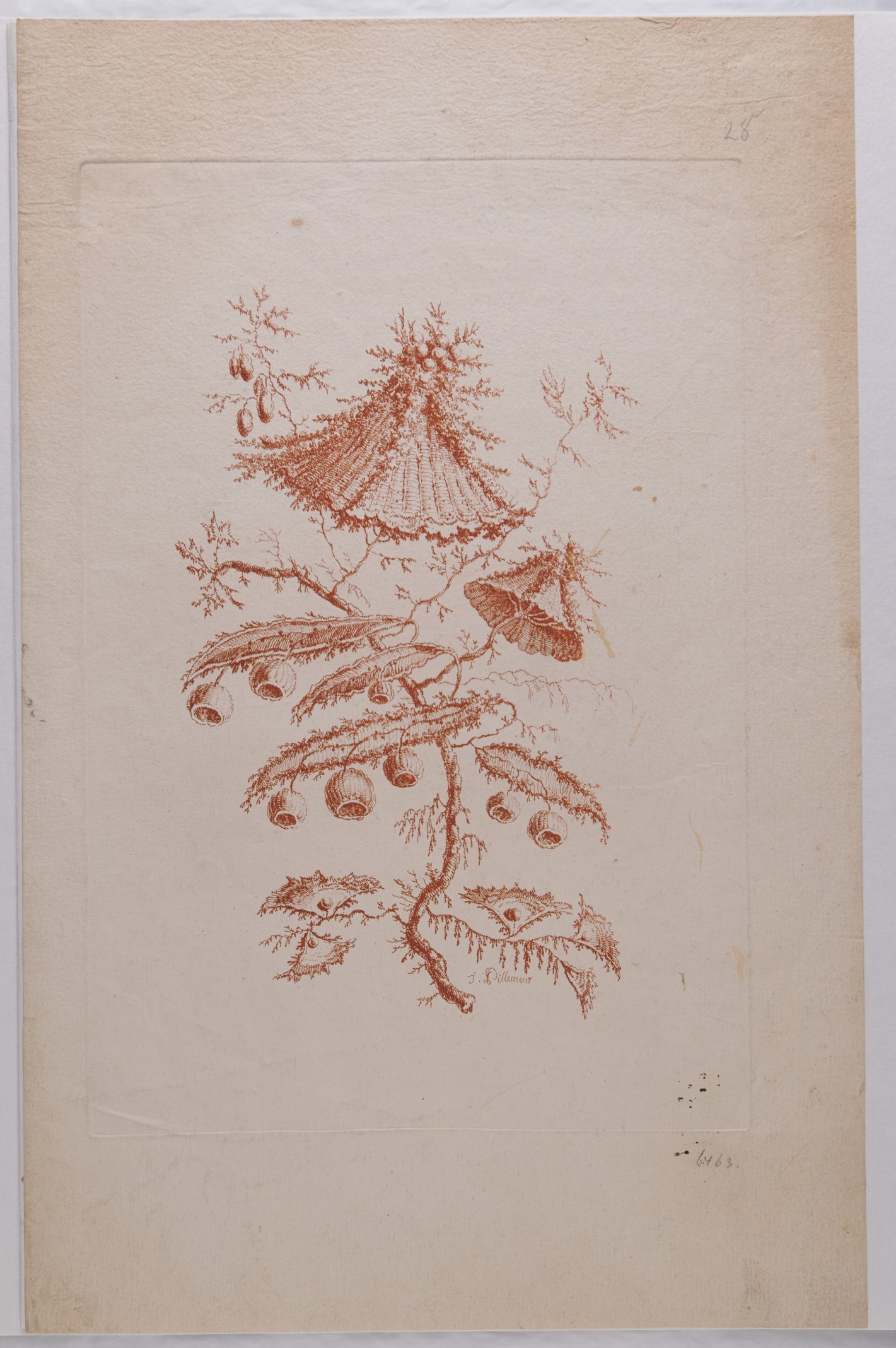 Blüte mit zwei Blütenschirmen und acht korbartigen Glocken in rötlich brauner Färbung.