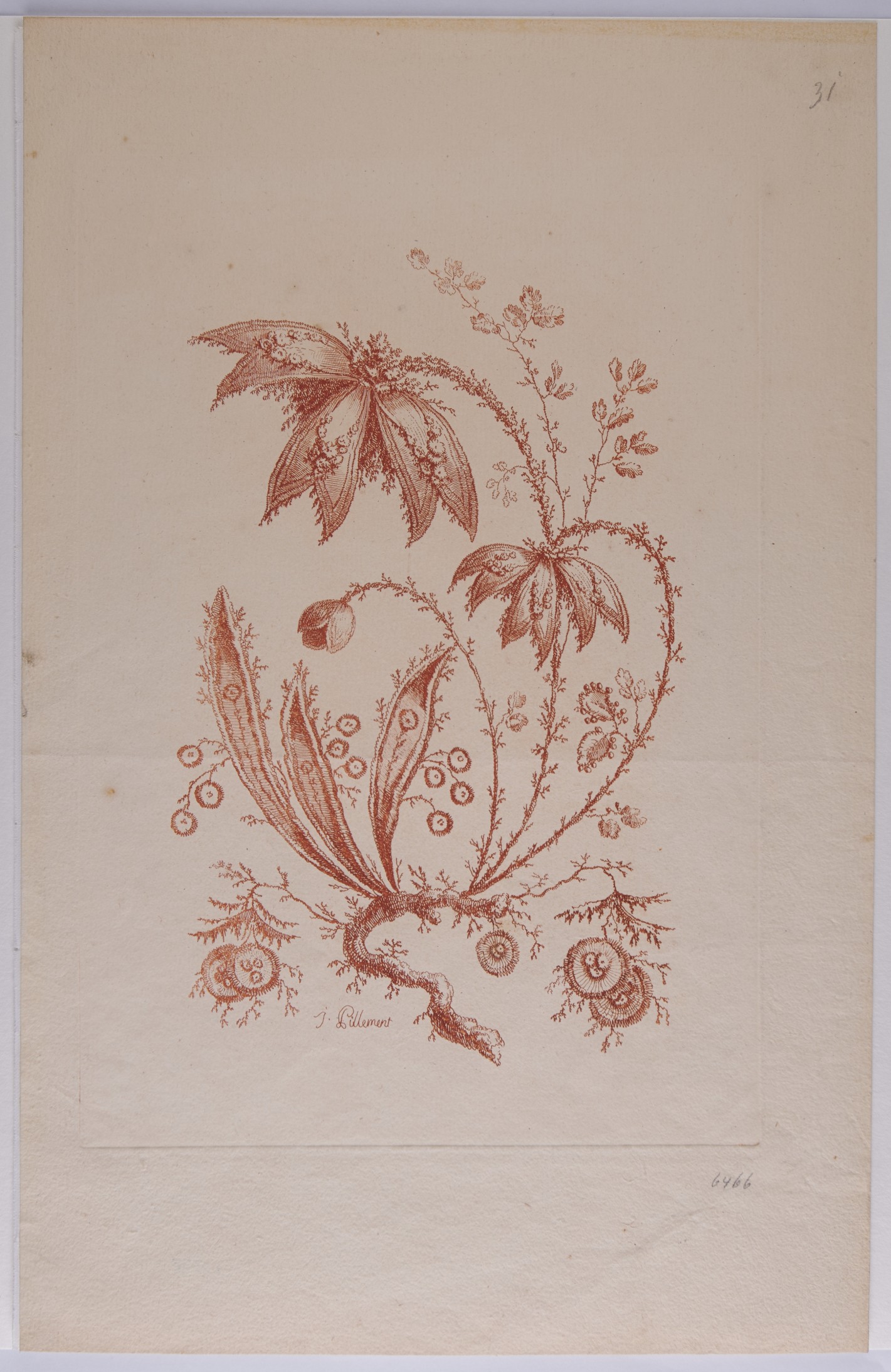 Blühende Pflanze mit zwei sternförmigen und mehreren kreisförmigen Blüten in rötlicher Farbe.